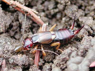 Forficularia mother